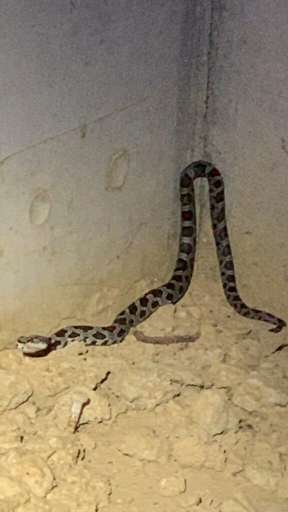 snake in crawl space