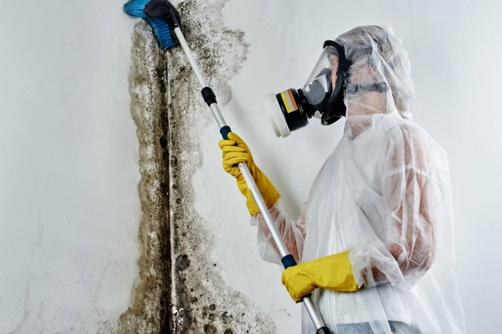 Mold Removal Services